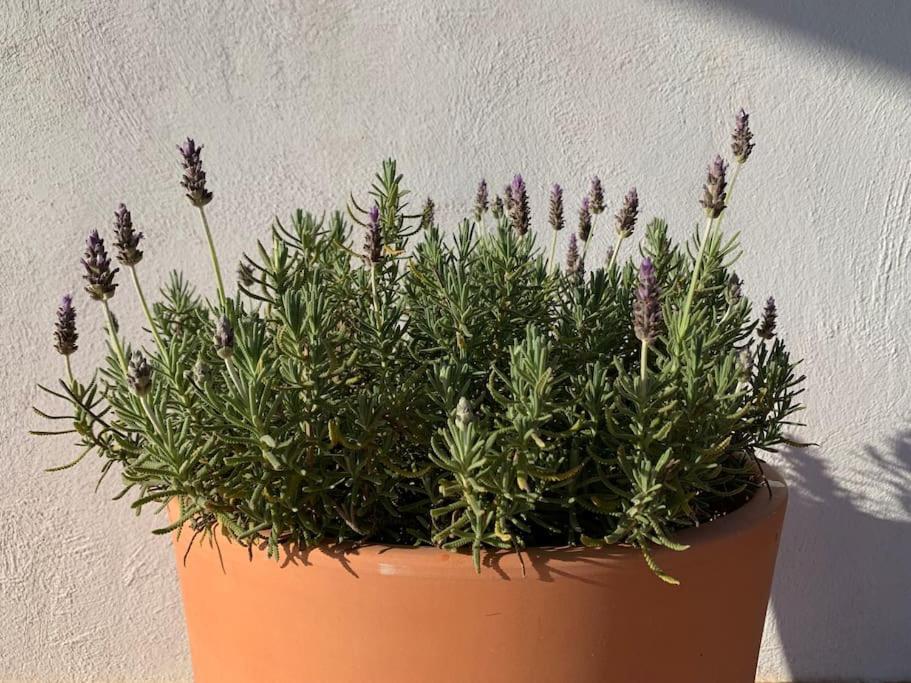 Les Coves de Vinroma La Llobatera Casa Rural מראה חיצוני תמונה